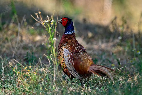 Wallpaper Mural Fasan, Jagdfasan - Männchen // Common pheasant - male (Phasianus colchicus) Torontodigital.ca
