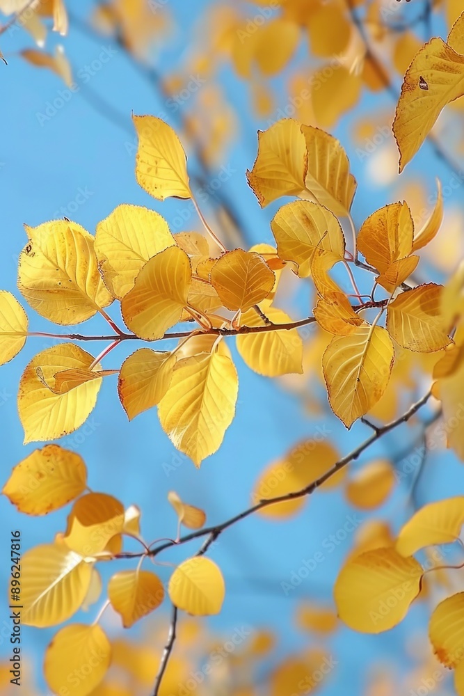 A close-up shot of a tree branch with bright yellow leaves A close-up shot of a tree branch with bright yellow leaves