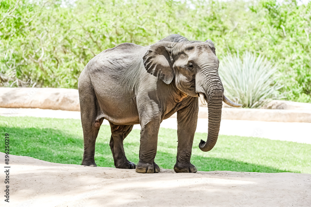 Fototapeta premium African Elephant standing on sand with a green grass background