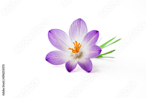 Purple Crocus Flower on White Background