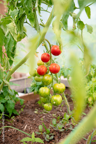 Black Cherry Tomatoes on the Vine