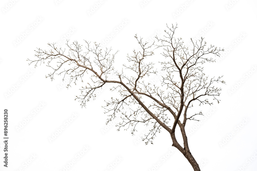 Bare tree branches against a white background Bare tree branches against a white background