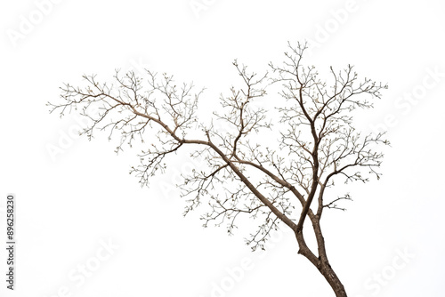Wallpaper Mural Bare tree branches against a white background Torontodigital.ca