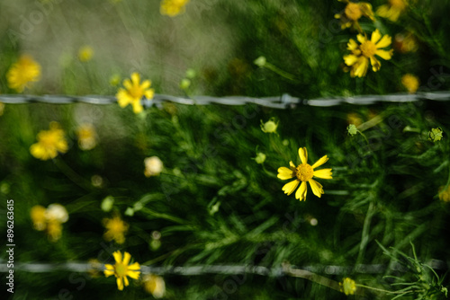 yellow wildflowers and barbed wire