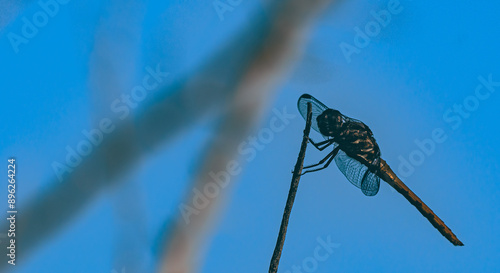 dragonfly on a branch
