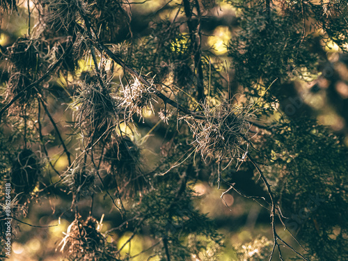 clusters of spanish moss in a tree in texas