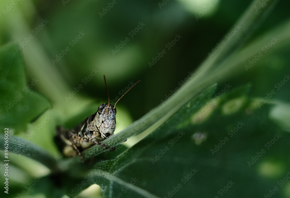 grasshopper on a large blade of grass grasshopper on a large blade of grass