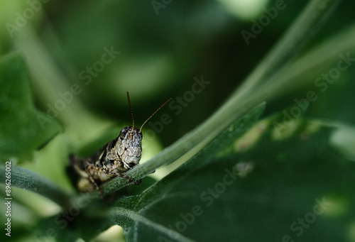 grasshopper on a large blade of grass