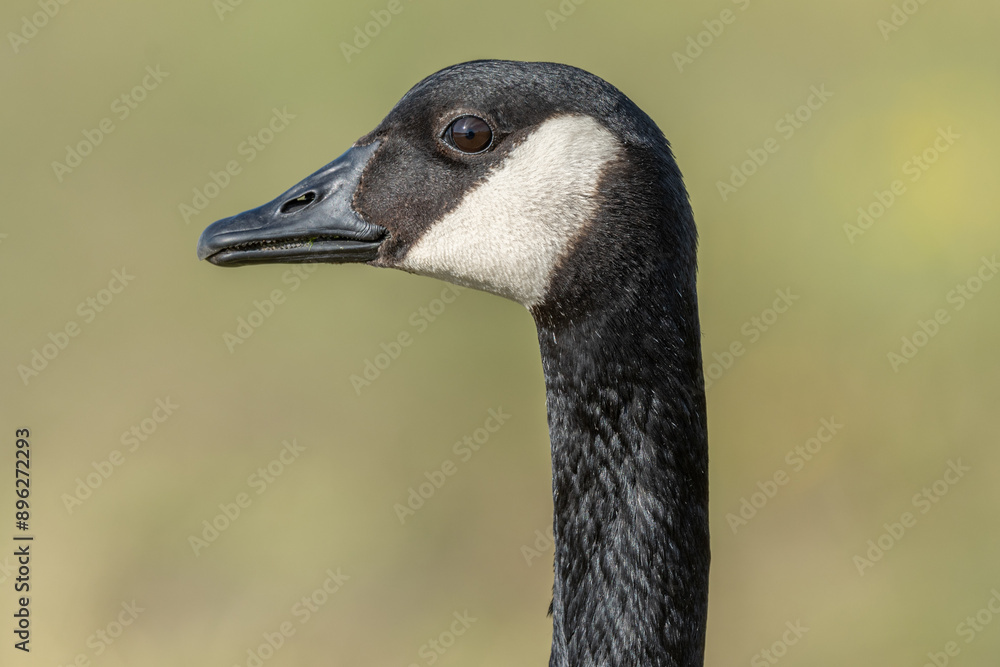 Portrait of a Canada goose (Branta canadensis). Portrait of a Canada goose (Branta canadensis).