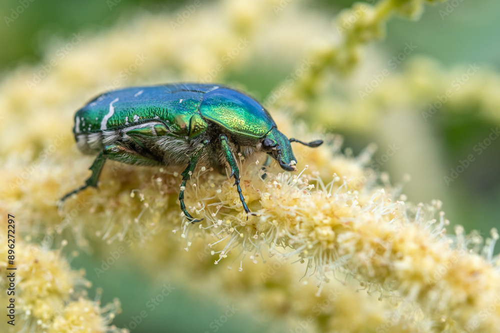 Naklejka premium Golden cetonia (Cetonia aurata) on a chestnut flower.