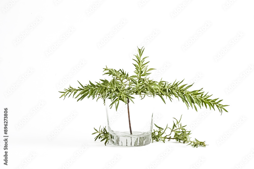 Sprig of Green Herbs in a Glass Sprig of Green Herbs in a Glass
