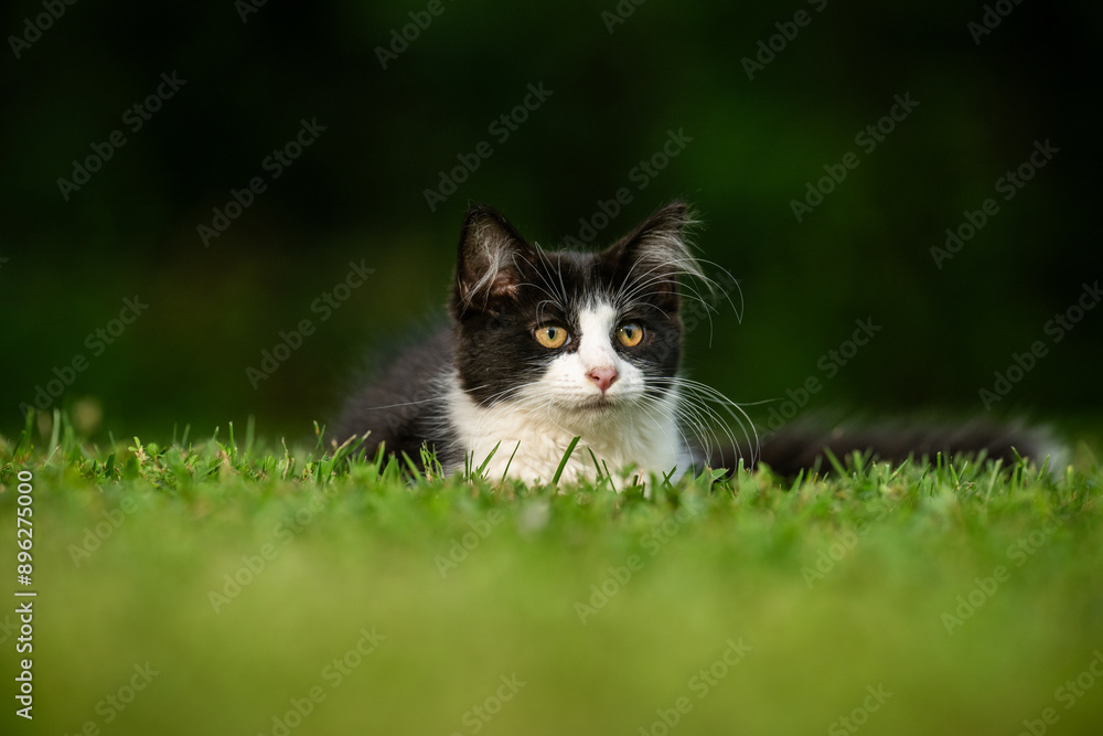 Cute black and white cat laying in green grass Cute black and white cat laying in green grass