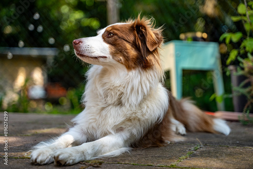 Australian Shepherd Lying on Patio in Garden Setting