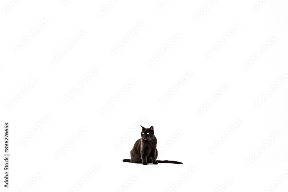 Black cat sitting on white background Black cat sitting on white background