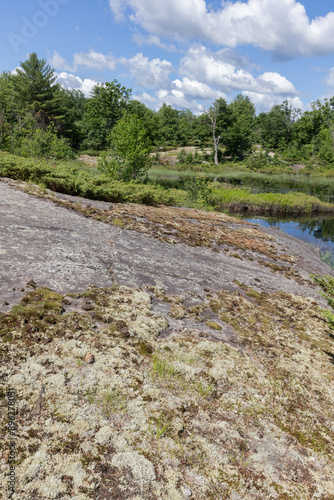 Diverse plants and trees on Precambrian shield around a bog at Torrance Barrens Nature preserve in Ontario Canada photo