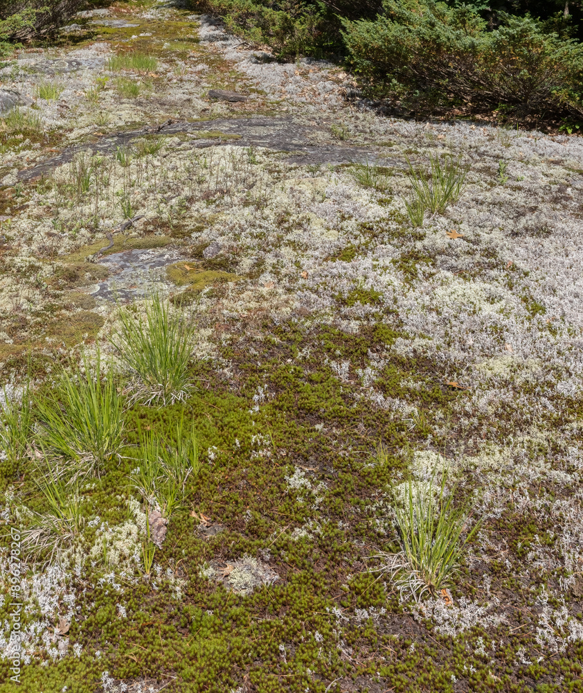 Myriad lichen and moss growing on pre-cambrian shield rock surface at Torrance Barrens in Ontario Myriad lichen and moss growing on pre-cambrian shield rock surface at Torrance Barrens in Ontario