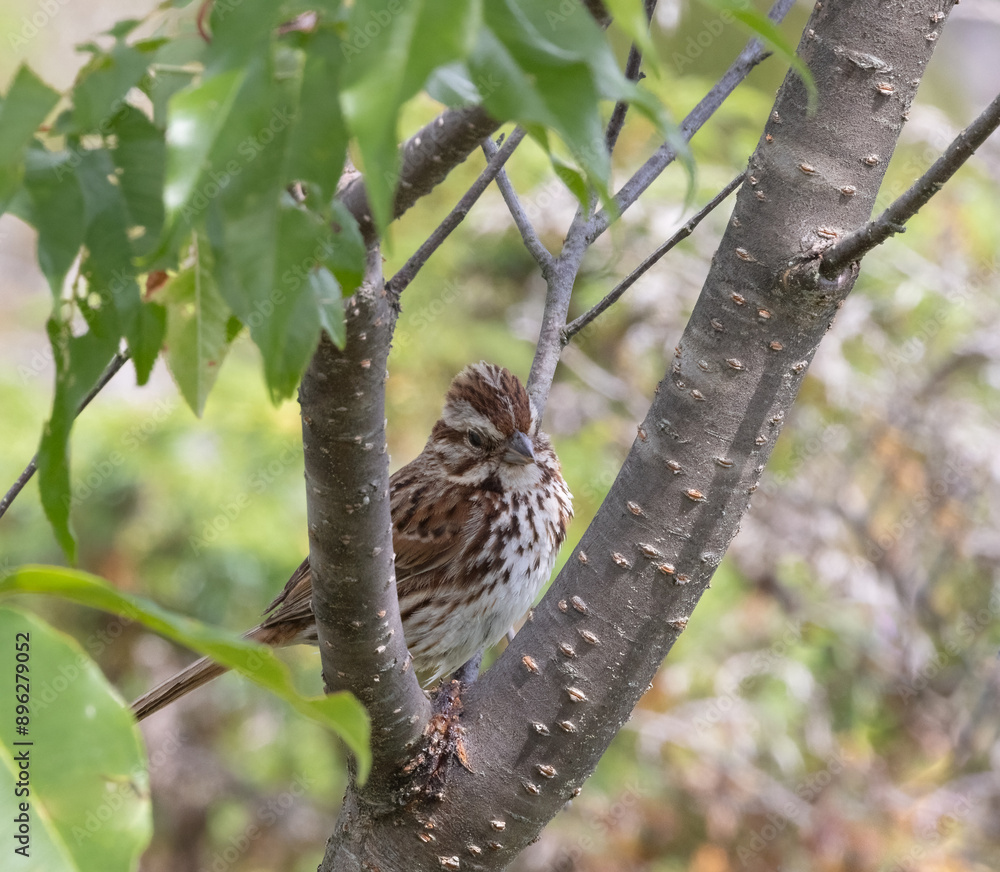 Fototapeta premium Song Sparrow perched in a deciduous tree at Torrance Barrens in Muskoka Ontario