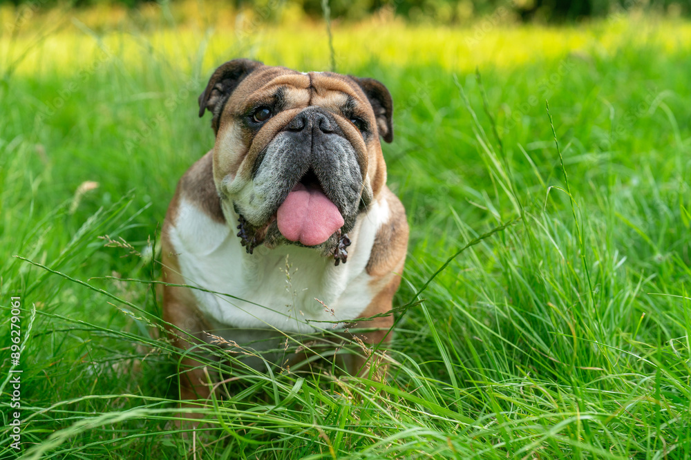 English Bulldog Sitting In Tall Green Grass On Sunny Day English Bulldog Sitting In Tall Green Grass On Sunny Day