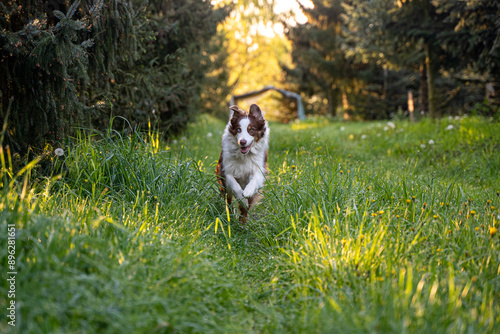 Australian Shepherd Running Joyfully in a Forest Meadow