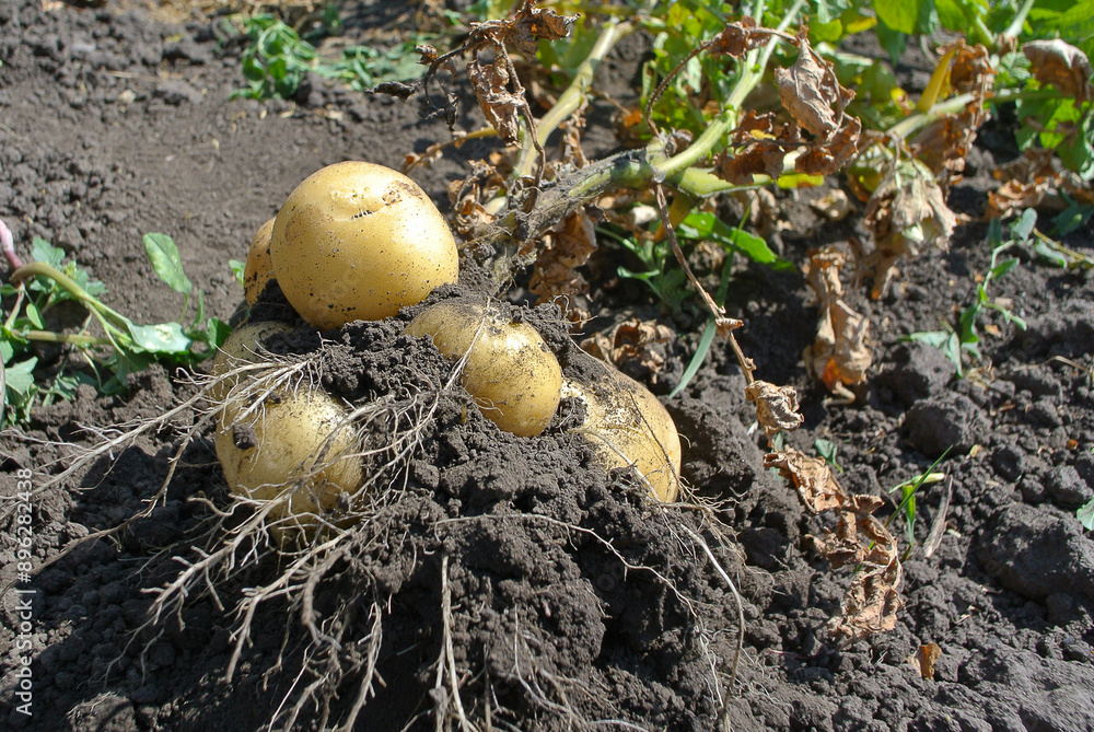 A bush of fresh young potatoes in the garden, natural background. A bush of fresh young potatoes in the garden, natural background.