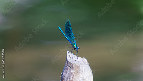 Iridescent Blue Dragonfly Perched on a Wooden Stick