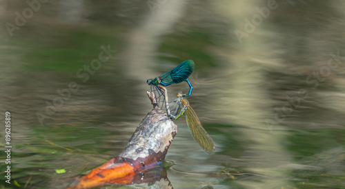 Pair of Dragonflies Mating on a Waterlogged Twig