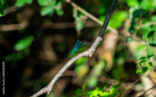 Blue Dragonfly Resting on a Thin Branch in a Forest