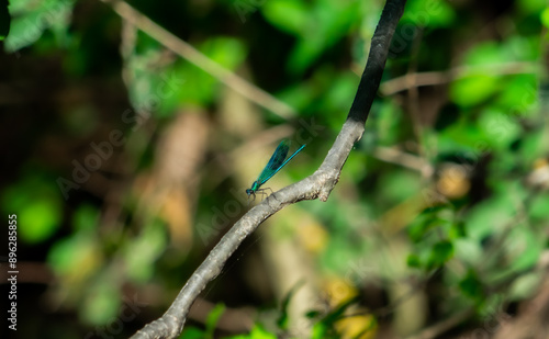 Blue Dragonfly on a Sunlit Branch in the Forest