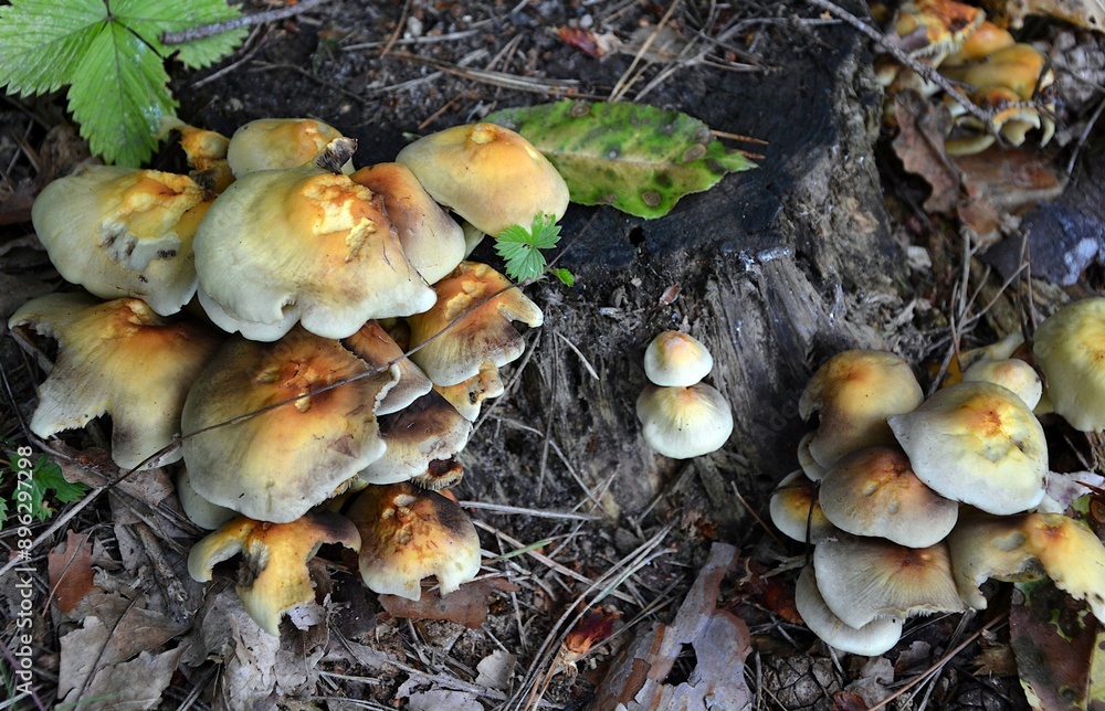 Armillaria mellea mushrooms, grow on a cut tree trunk, they are gnawed by snails - Relatively poisonous if cooked poorly - better not to eat them! Armillaria mellea mushrooms, grow on a cut tree trunk, they are gnawed by snails - Relatively poisonous if cooked poorly - better not to eat them!