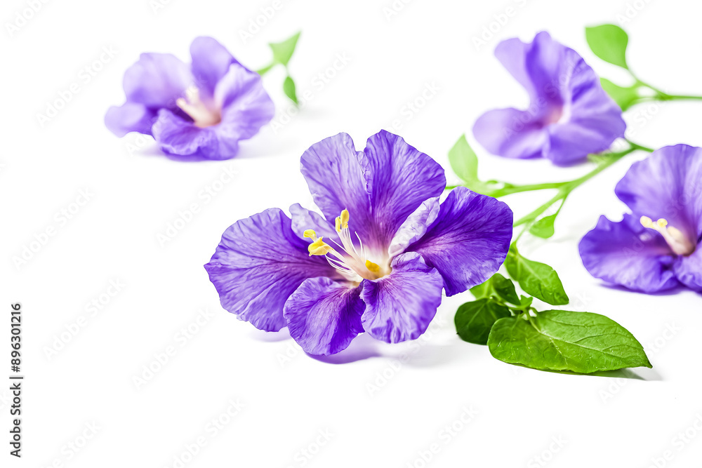 Purple Flower with Green Leaves on White Background Purple Flower with Green Leaves on White Background