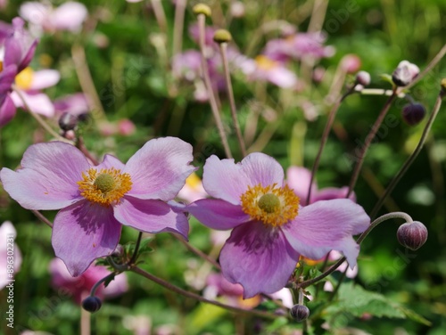 Lila Blüten im Park