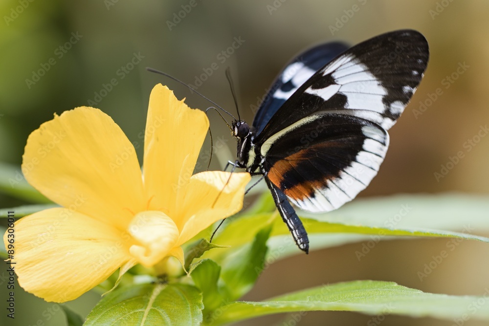 Obraz premium butterfly on flower