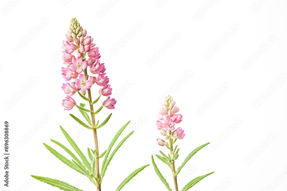 Pink flower with green leaves on white background Pink flower with green leaves on white background