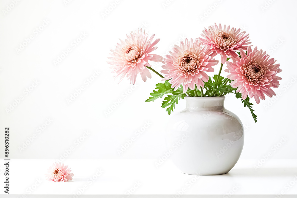 Fototapeta premium Pink Chrysanthemums in White Vase on White Background