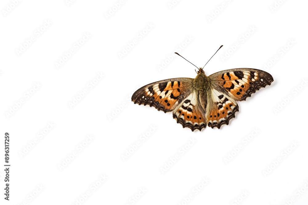 Butterfly with Orange and Black Wings on White Background Butterfly with Orange and Black Wings on White Background