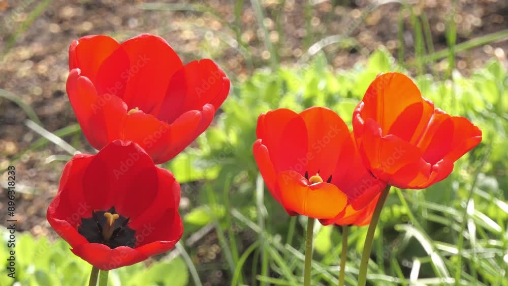 Close-up view of three red tulips blooming in a garden. Close-up view of three red tulips blooming in a garden.