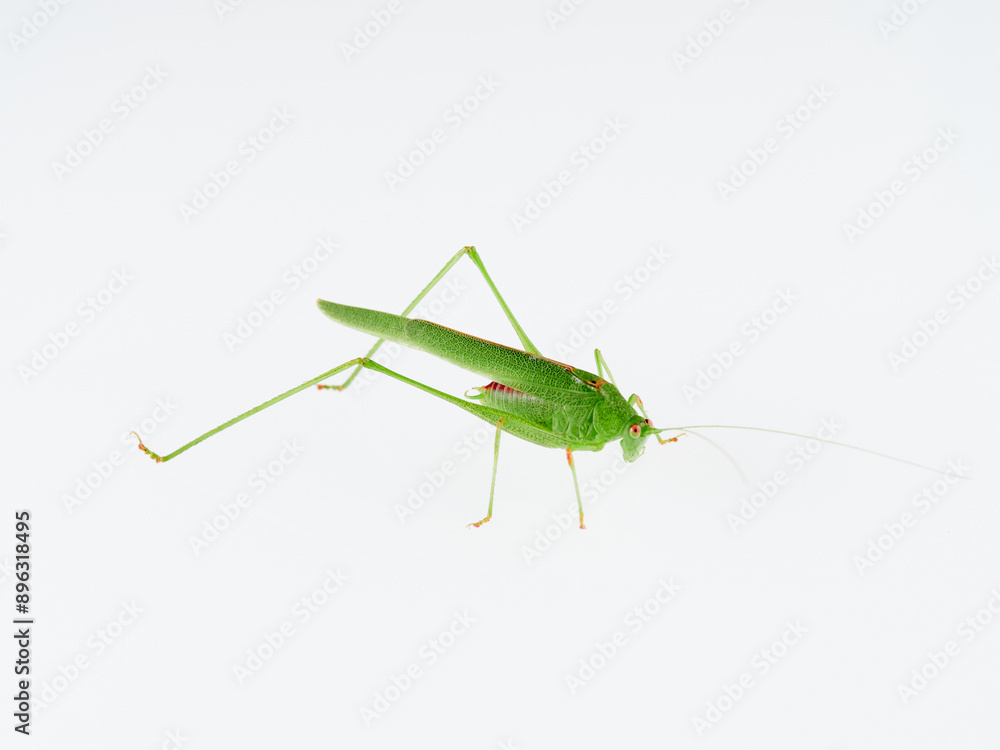 Fototapeta premium Sickle-bearing Bush-cricket in a white background. Genus Phaneroptera