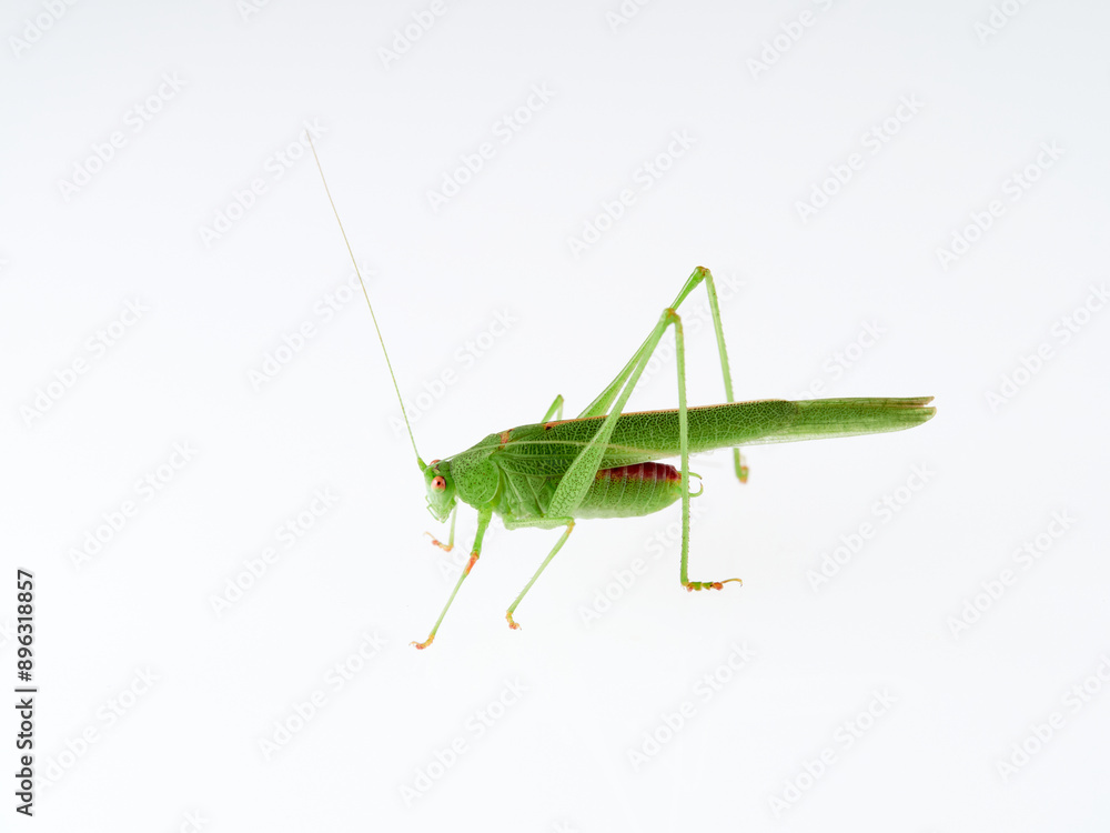 Sickle-bearing Bush-cricket in a white background. Genus Phaneroptera Sickle-bearing Bush-cricket in a white background. Genus Phaneroptera