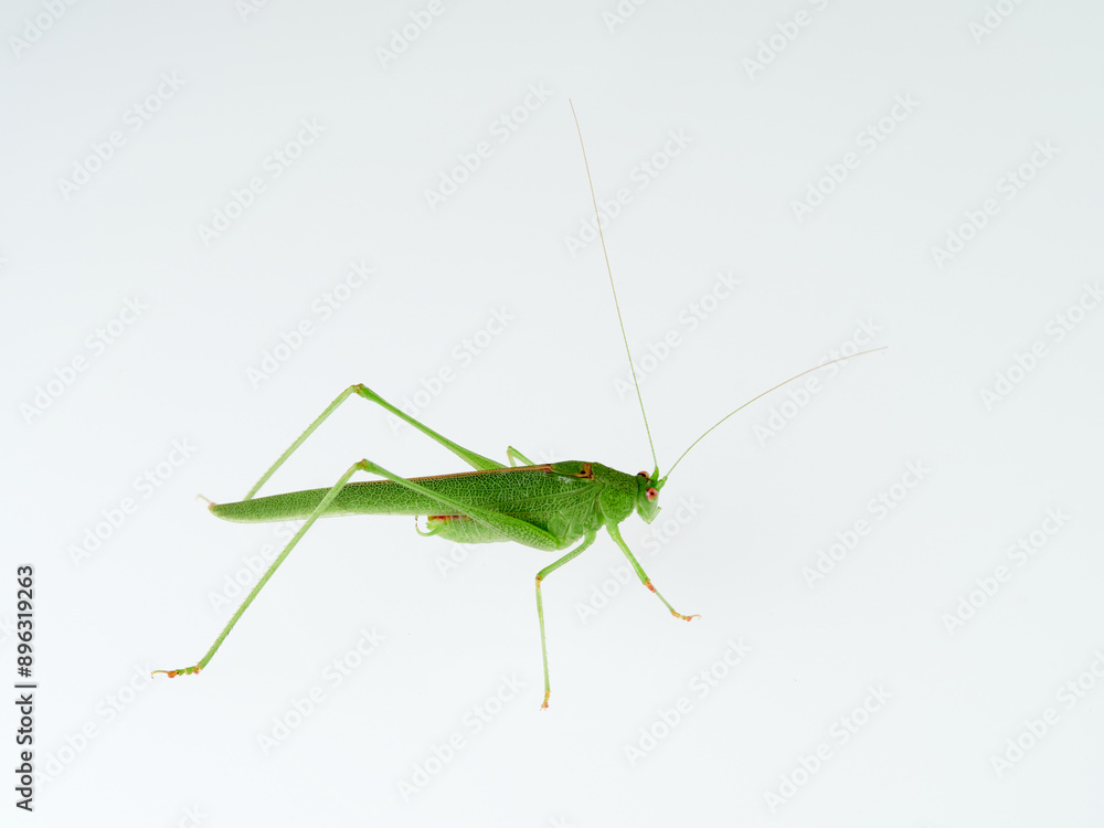 Sickle-bearing Bush-cricket in a white background. Genus Phaneroptera Sickle-bearing Bush-cricket in a white background. Genus Phaneroptera