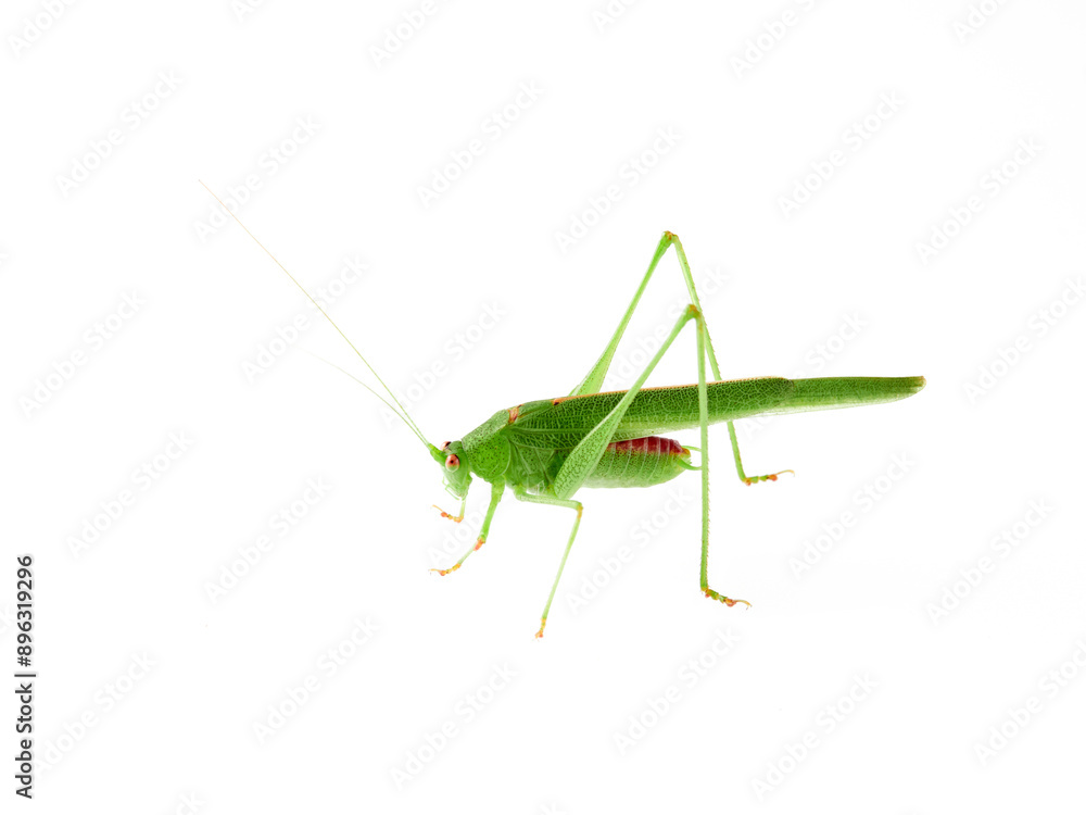 Sickle-bearing Bush-cricket in a white background. Genus Phaneroptera Sickle-bearing Bush-cricket in a white background. Genus Phaneroptera