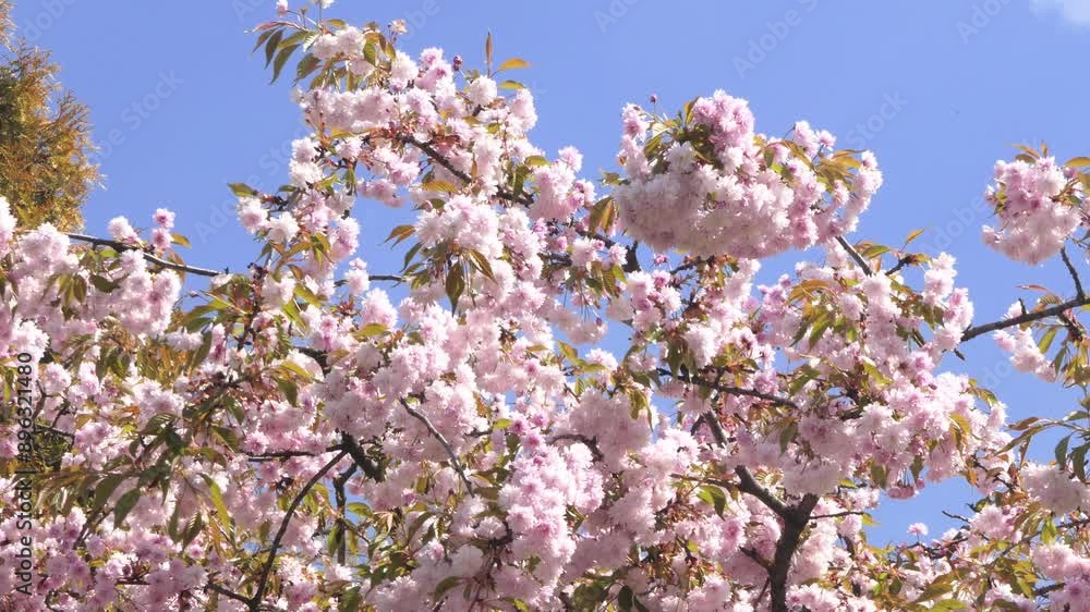 A cherry blossom tree in full bloom, with pink flowers against a bright blue sky. A cherry blossom tree in full bloom, with pink flowers against a bright blue sky.
