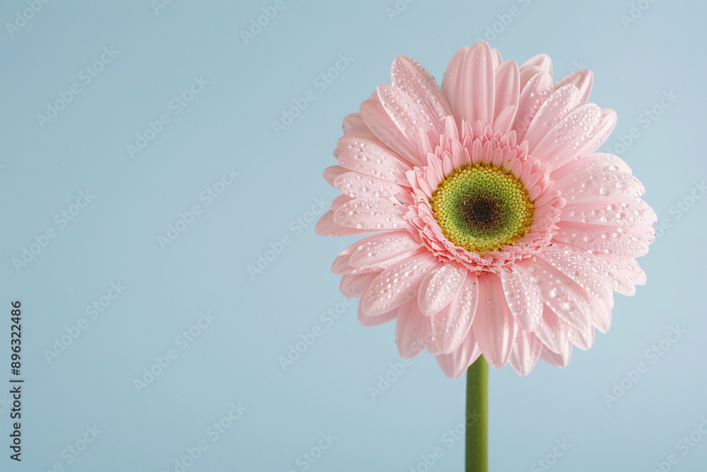 a pink flower with water drops on it a pink flower with water drops on it