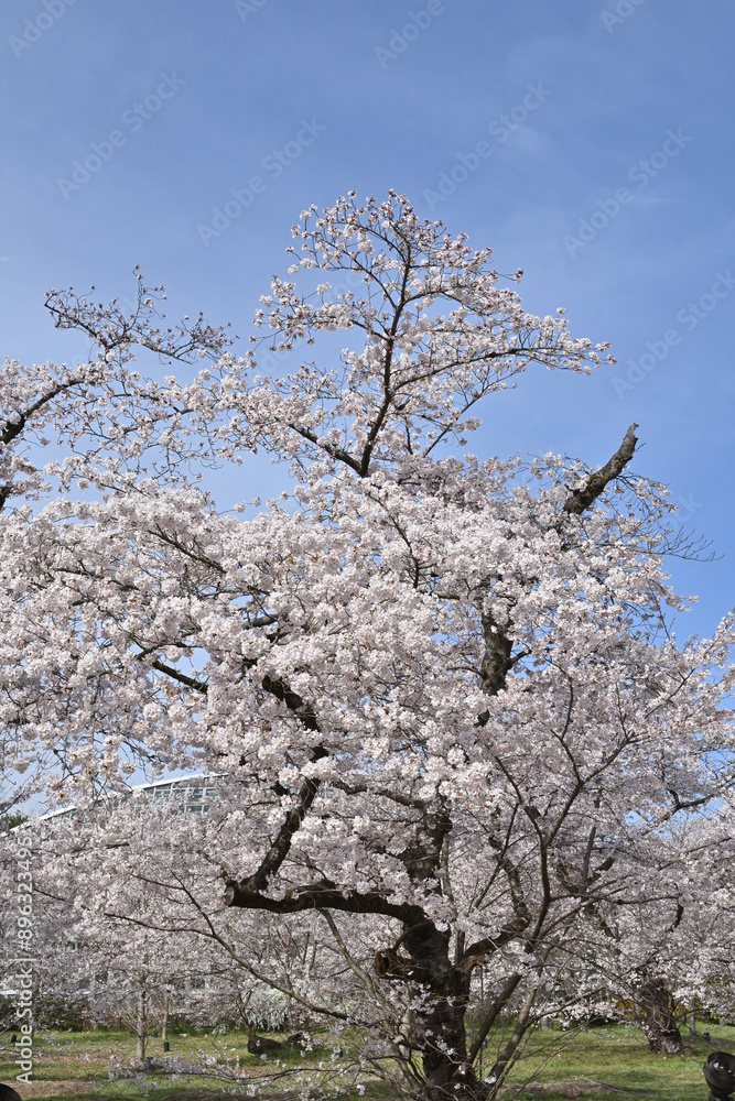 京都府立植物園のサクラ 京都府立植物園のサクラ