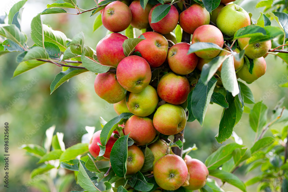 Apple tree. Red apple orchard. Apple garden. Branch of ripe red apples on a tree in a garden. Autumn Harvest. Apple tree. Red apple orchard. Apple garden. Branch of ripe red apples on a tree in a garden. Autumn Harvest.