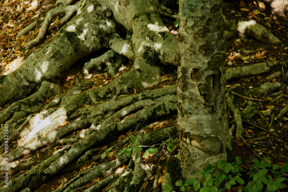 Closeup of intricate roots of a majestic tree in sunlight in the serene woods nature setting Closeup of intricate roots of a majestic tree in sunlight in the serene woods nature setting