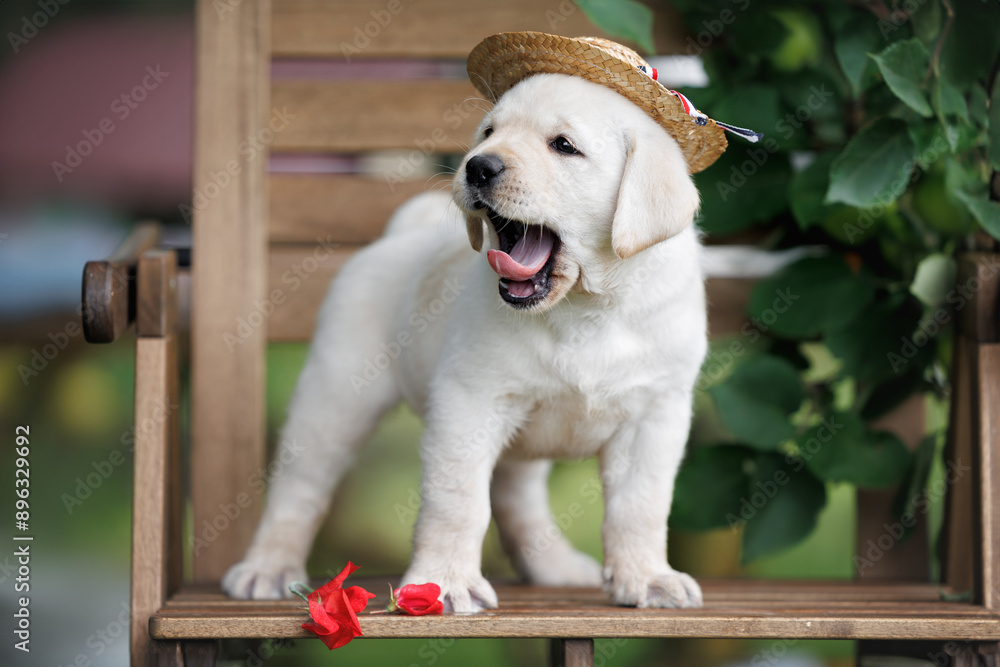 Φωτογραφία cute labrador puppy in a summer hat standing and yawning on a wooden chair outdo
