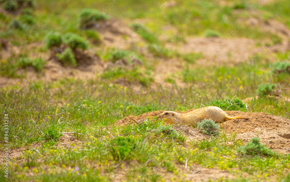 Obraz premium The gopher sits in the grass in the mountains, looks to the side, as if reading your text, studying, showing curiosity, interest. Copy space with place for text. Landscape with wild animals.