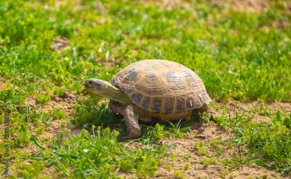 Turtle in the steppe of Kazakhstan. Turtle in the grass. Turtle in the steppe of Kazakhstan. Turtle in the grass.