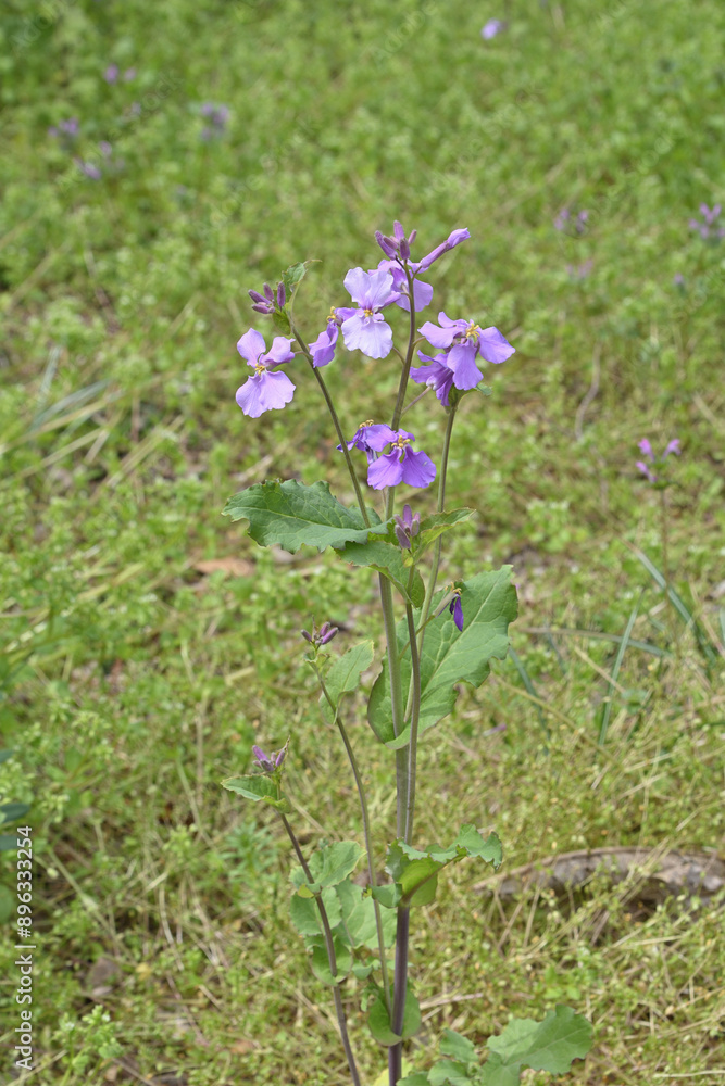 京都府立植物園のクロッカス 京都府立植物園のクロッカス