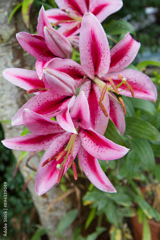 Pink Lily flowers blooming in a garden with raindrops on them Pink Lily flowers blooming in a garden with raindrops on them